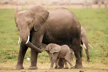 Una hembra de elefante con su cría